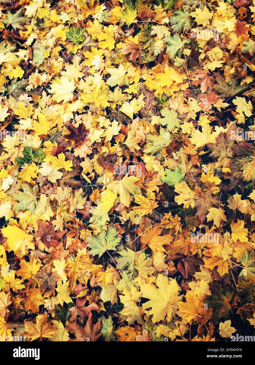 Leaves carpet hi-res stock photography and images - Alamy