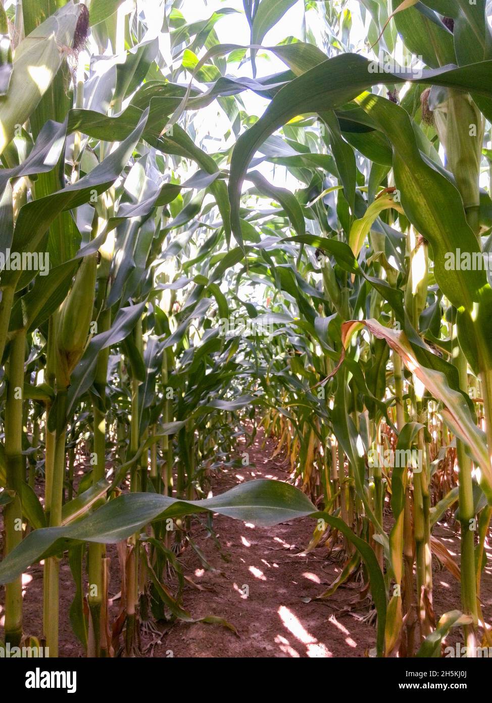 cornfield corn stalks corn cob Stock Photo