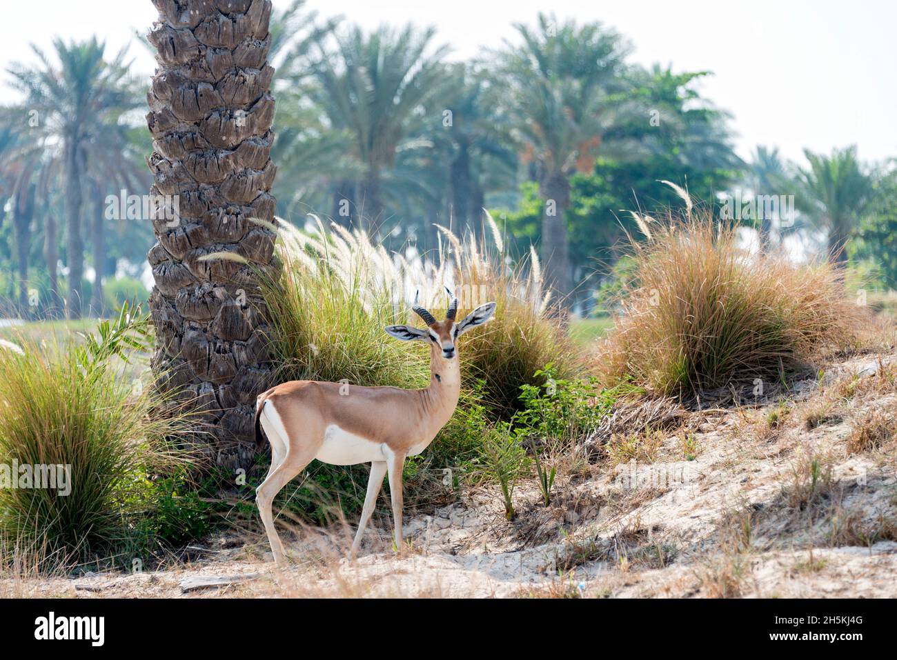 National animal of the united arab emirates hi-res stock photography and  images - Alamy