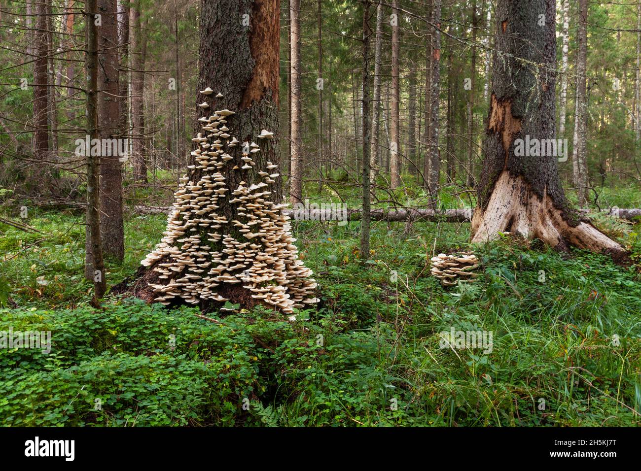 Poroid fungus Climacocystis borealis growing massively on an old standing Spruce tree in an old-growth forest in Estonia, Northern Europe. Stock Photo