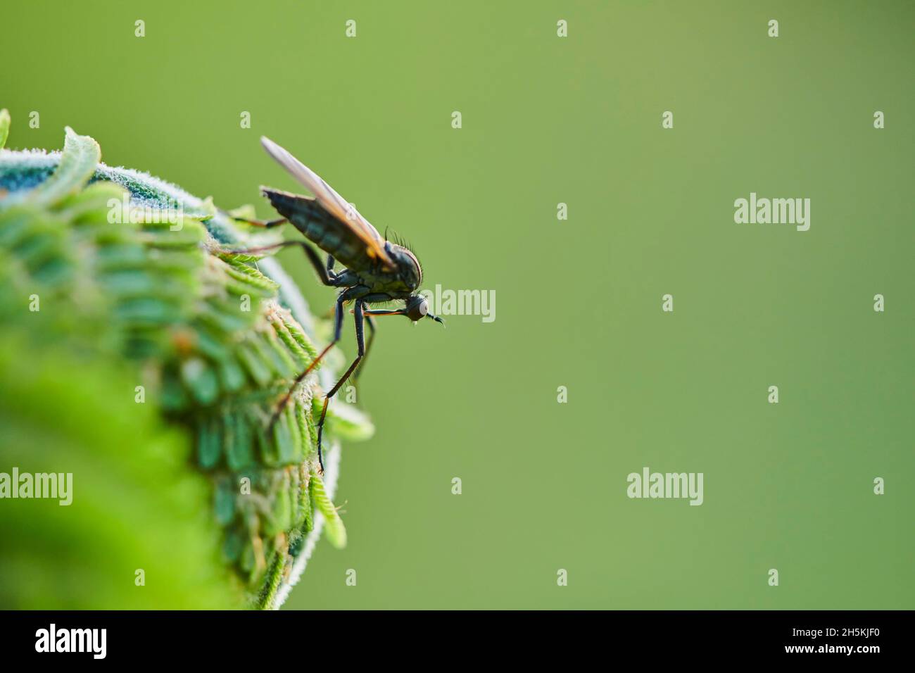 Curled worm hi-res stock photography and images - Alamy