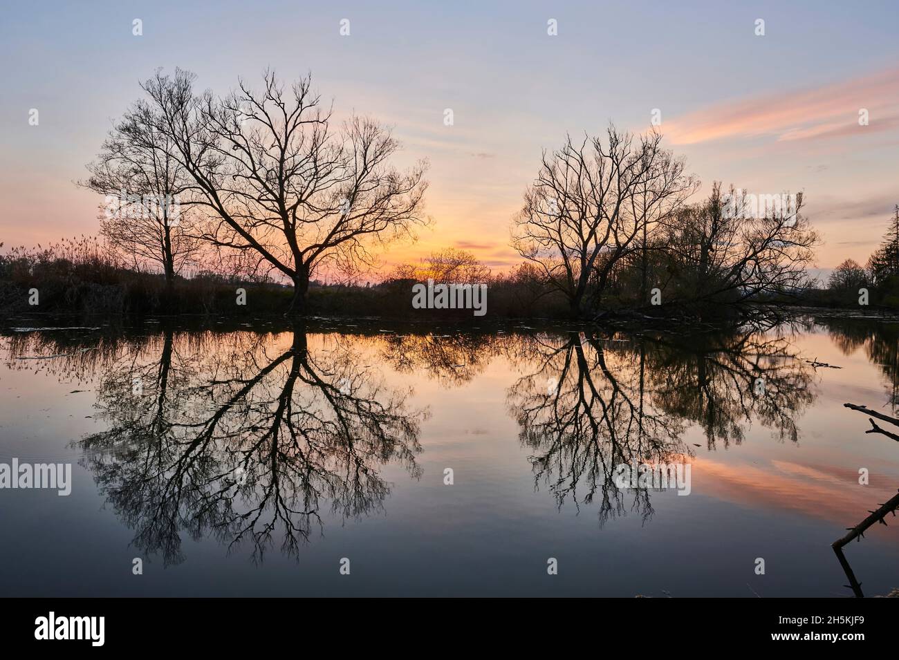 Leafless Crack willow or brittle willow (Salix x fragilis) trees beside a lake at sunset with a mirror image reflected in the water; Bavaria, Germany Stock Photo