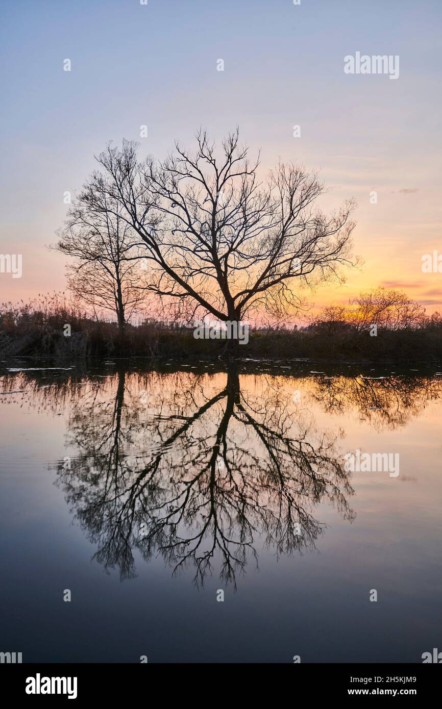 Leafless Crack willow or brittle willow (Salix x fragilis) trees beside a lake at sunset with a mirror image reflected in the water; Bavaria, Germany Stock Photo