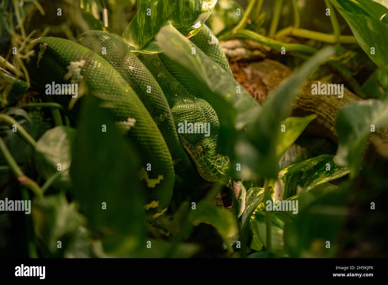 photo of emerald boa (Corallus caninus) coiled and camouflaged in vegetation Stock Photo