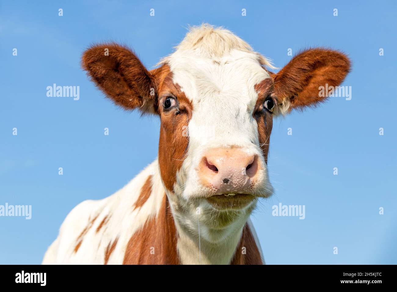 Cute cow head, red fur with droopy eyes and pink nose, lovely drooling and innocent on a blue background. Stock Photo