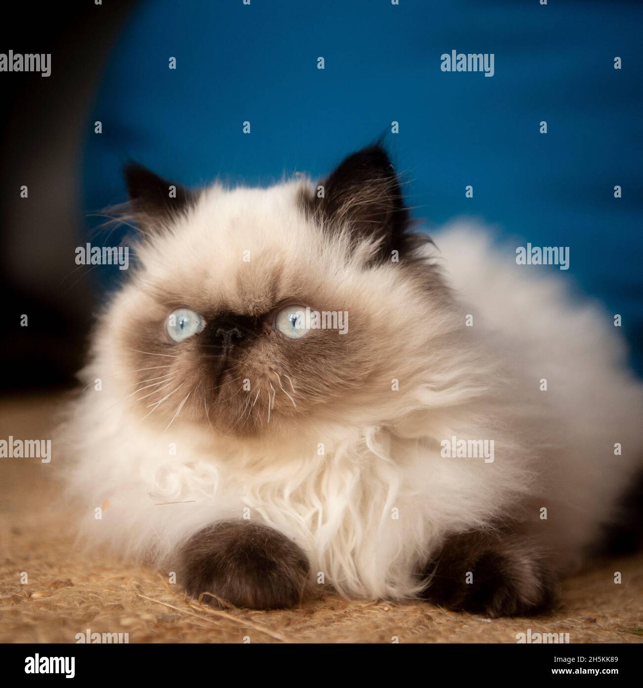 Pedigree Himalayan kitten Stock Photo
