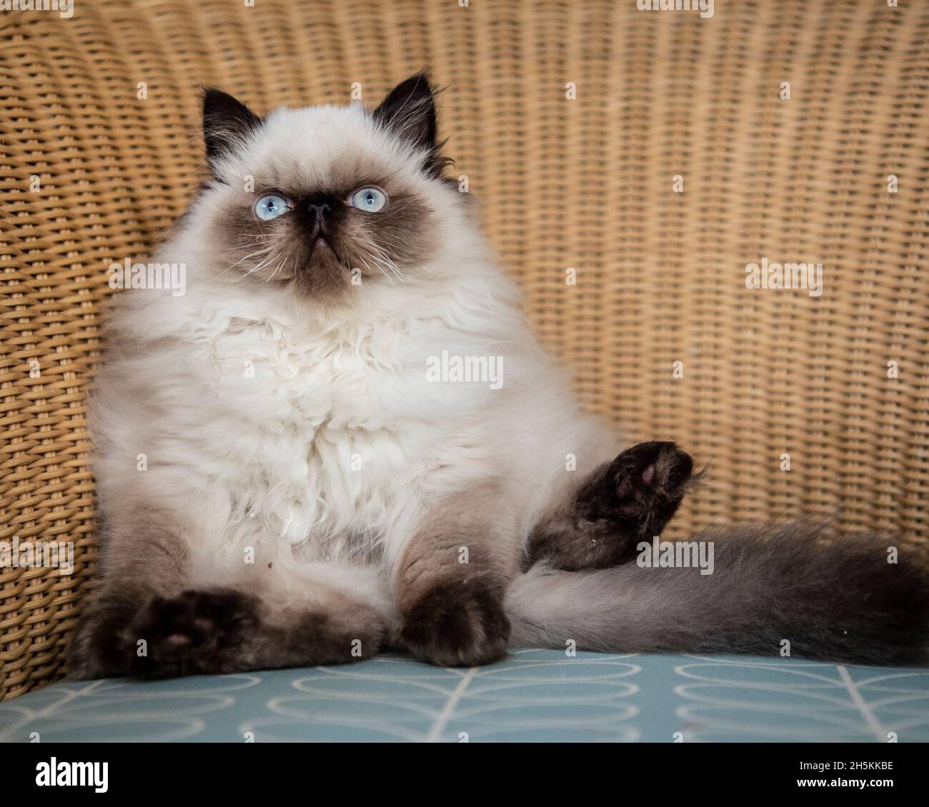 Grumpy face Scottish Fold cat! Cute photo of angry-faced kitten  La  Carmina Blog - Alternative Fashion, Goth Travel, Subcultures