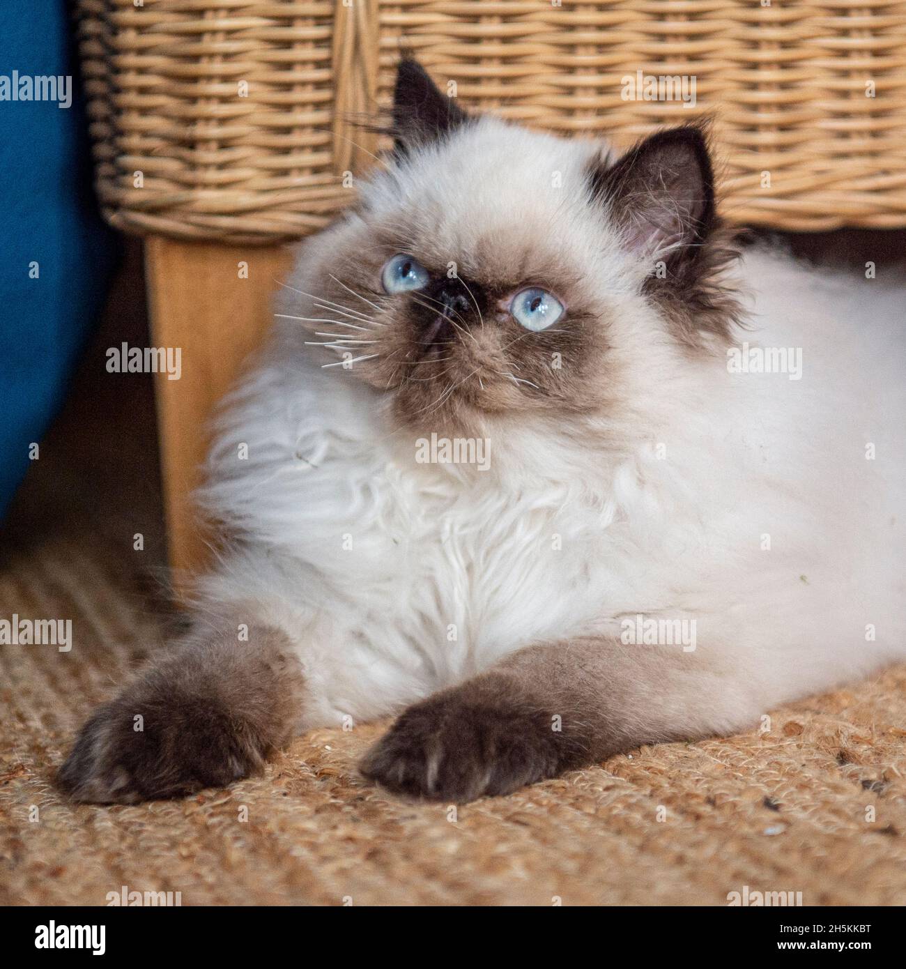 Pedigree Himalayan kitten Stock Photo