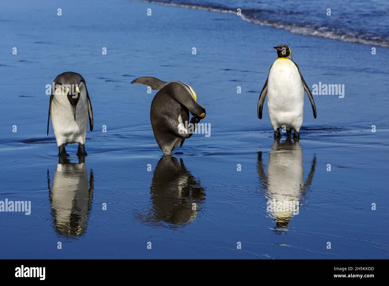 King penguins, Aptenodytes patagonica, and reflections at water's edge Stock Photo