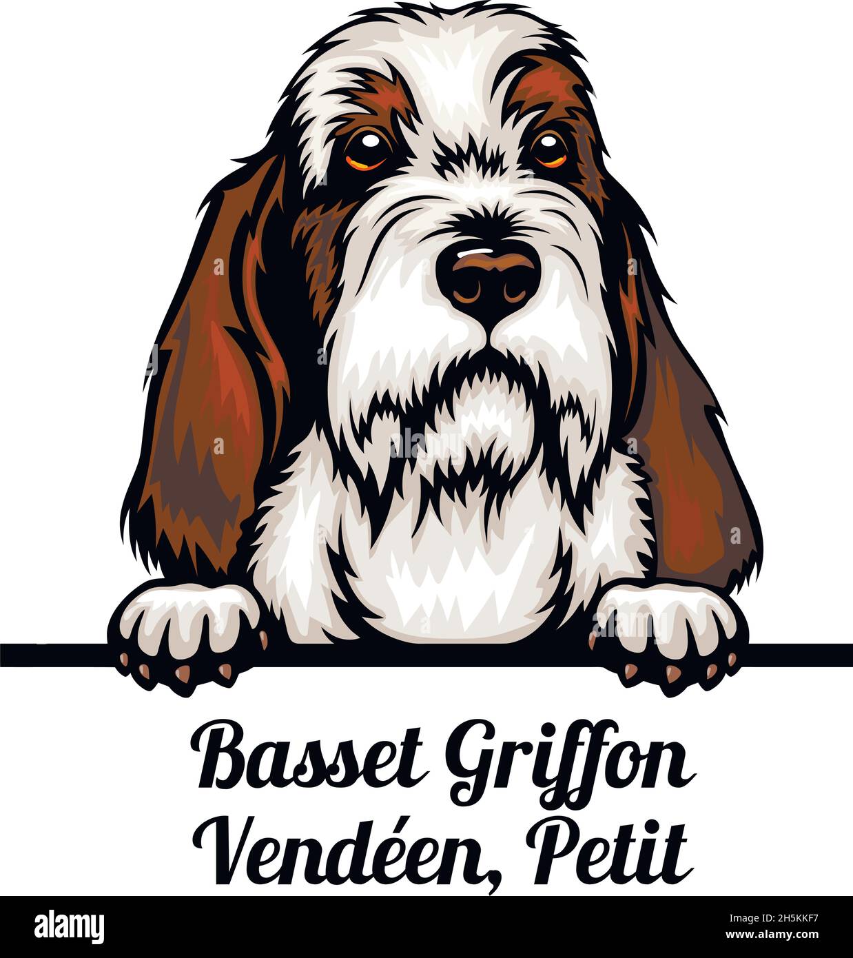 Basset Griffon Vendeen, Petit - Color Peeking Dogs - dog breed. Color image of a dogs head isolated on a white background - vector stock Stock Vector