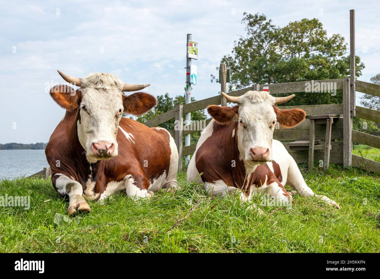 Red and white cows, breed of cattle montbeliard, lazy lying on a dyke in front of a gate, looking alert and suspicious Stock Photo
