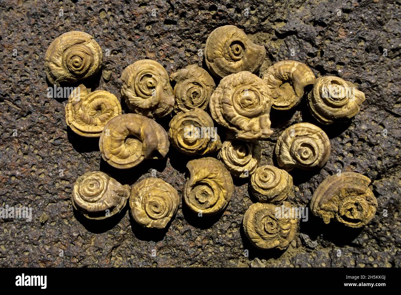 Gastropod (snail) fossils, Snow Hill Island, Antarctica. Stock Photo