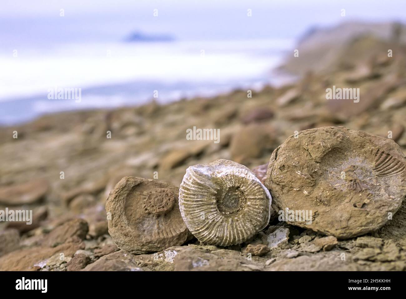 Ammonite fossils, Snow Hill Island, Antarctica Stock Photo Alamy