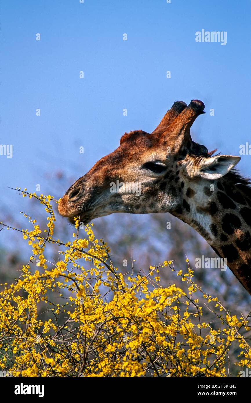Giraffe eating flowers, Kruger National Park, South Africa. Stock Photo