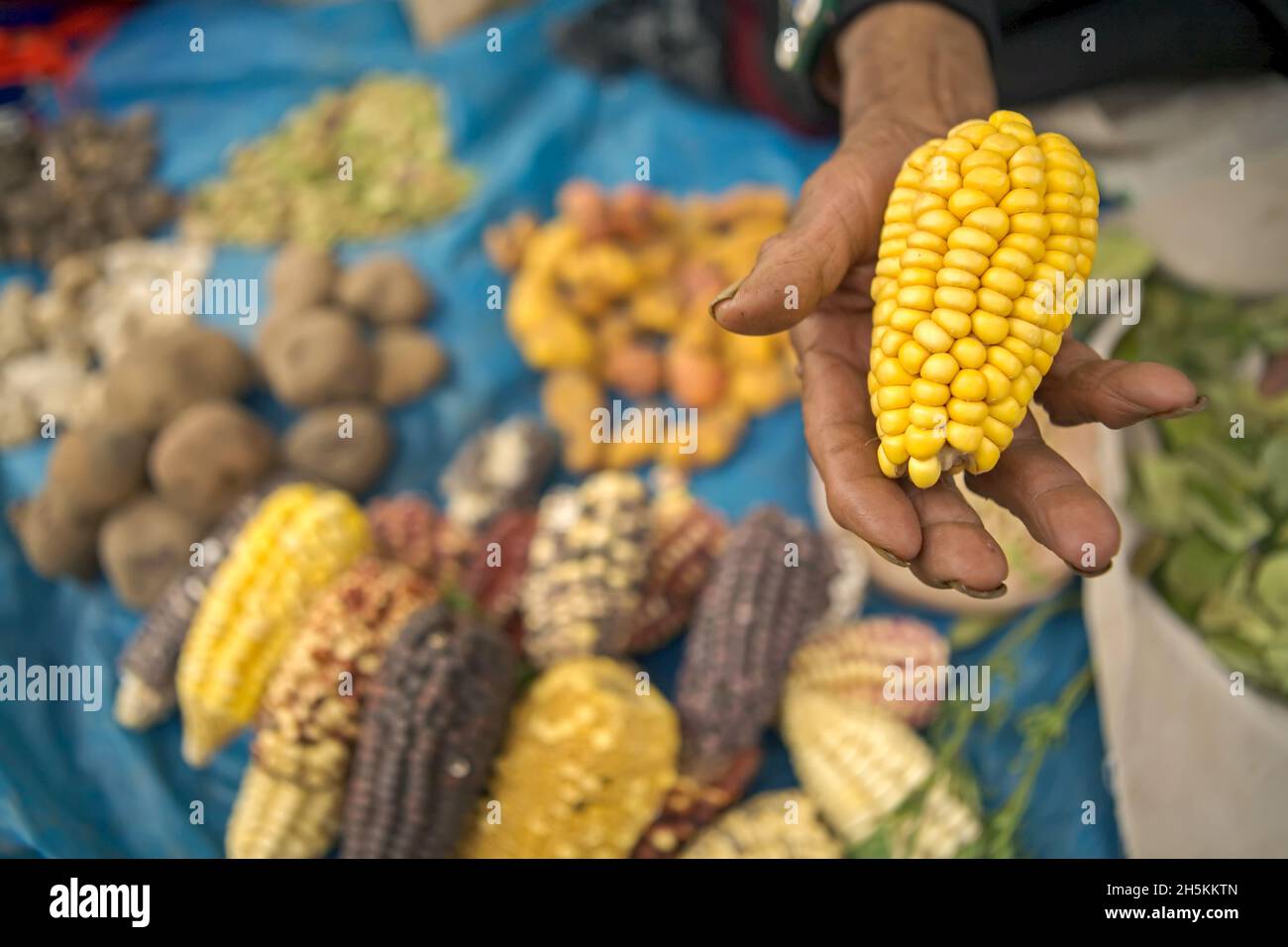 Corn in a vegetable vendor's hand at a market. Stock Photo