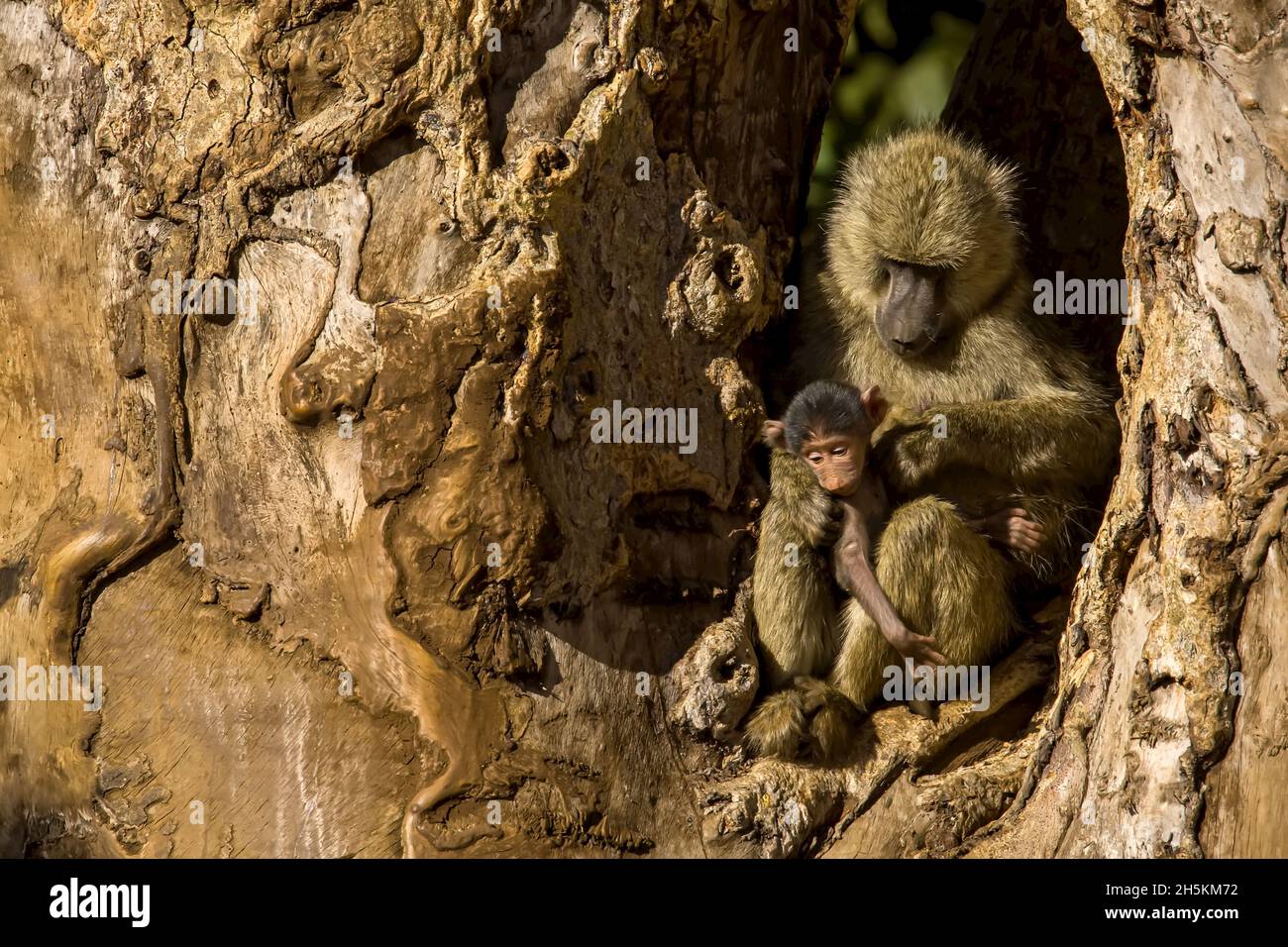 Adult olive baboon and two babies seated in a gnarled tree. Stock Photo