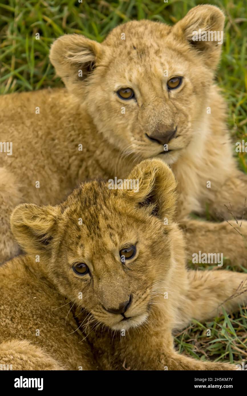 A pair of African lion cubs, Panthera leo, resting Stock Photo - Alamy
