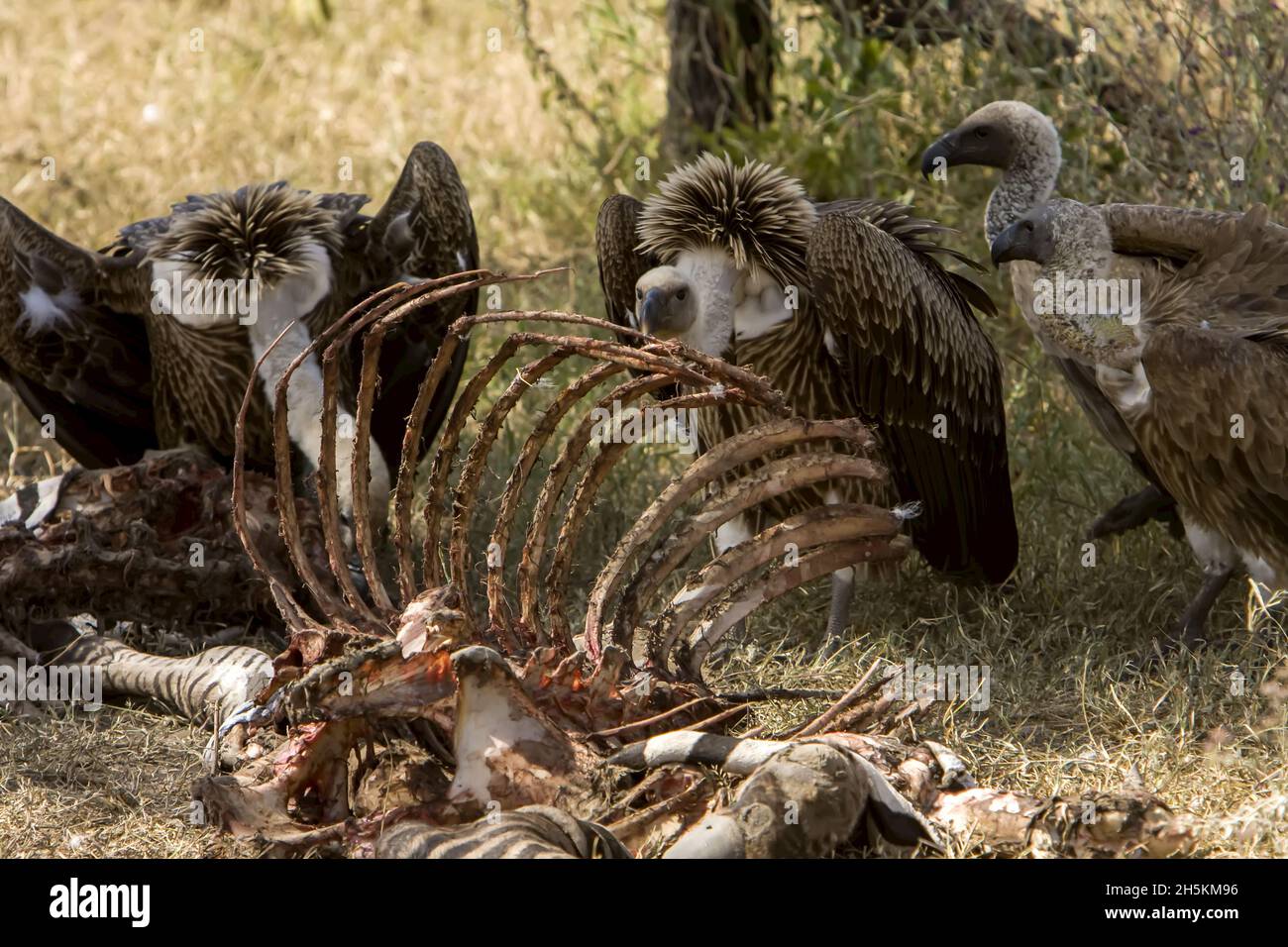 Hooded vultures, Necrosyrtes monachus pileatus, eating zebra carcass. Stock Photo