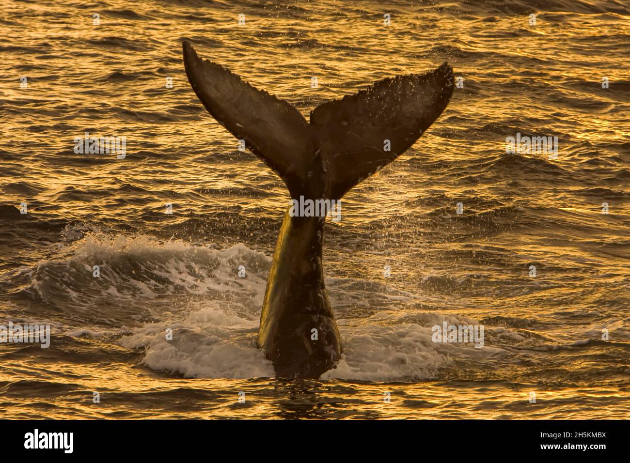 Humpback whale tail baja hi-res stock photography and images - Alamy