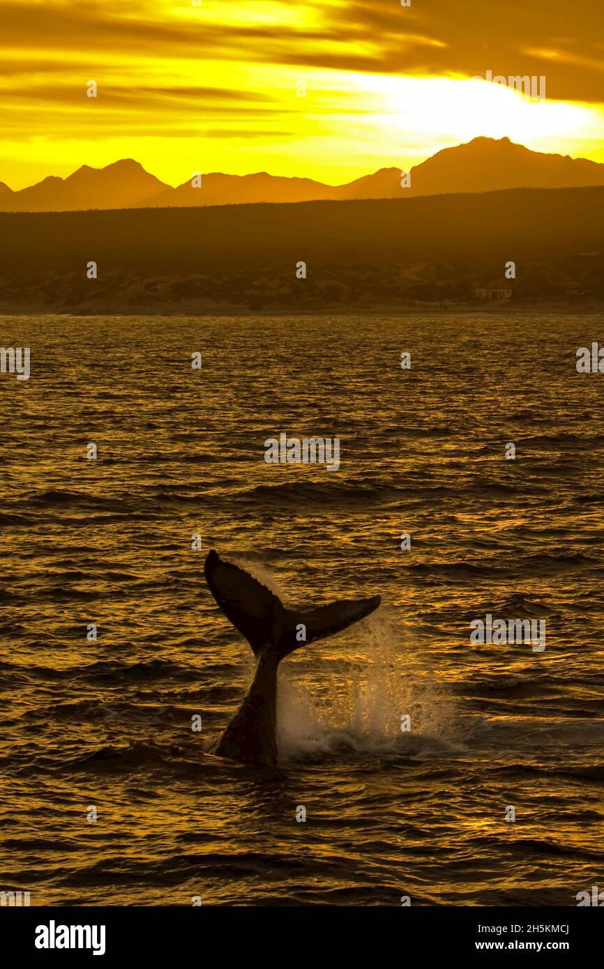 Whales fluke hi-res stock photography and images - Alamy