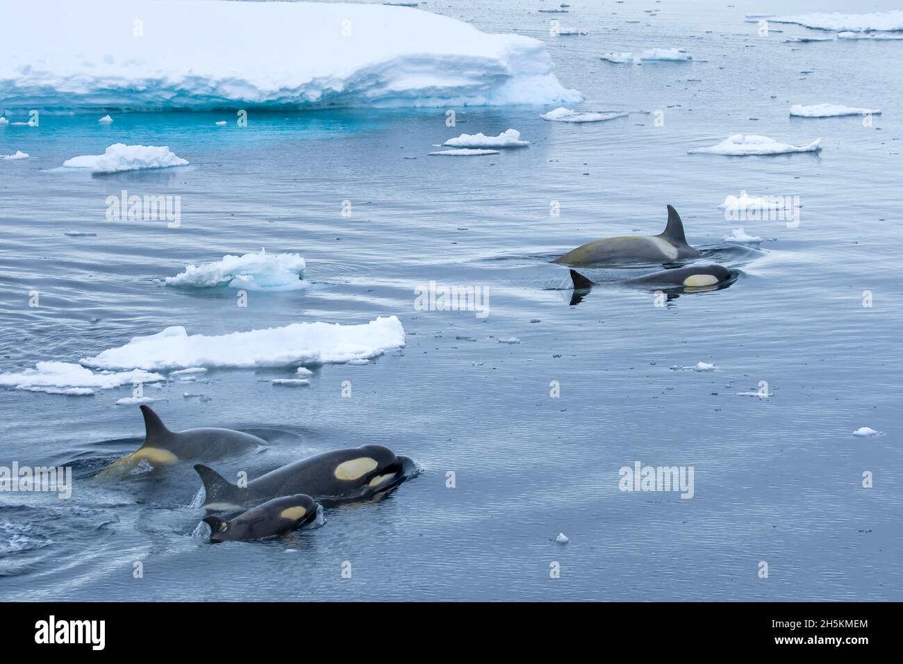 Killer whales hires stock photography and images Alamy