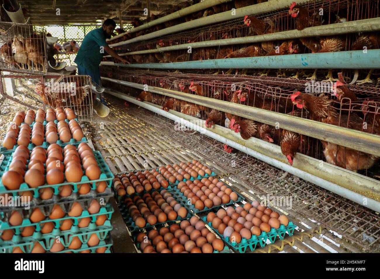 How to Increase Egg Production in Poultry Farms in Bangladesh: Expert Tips