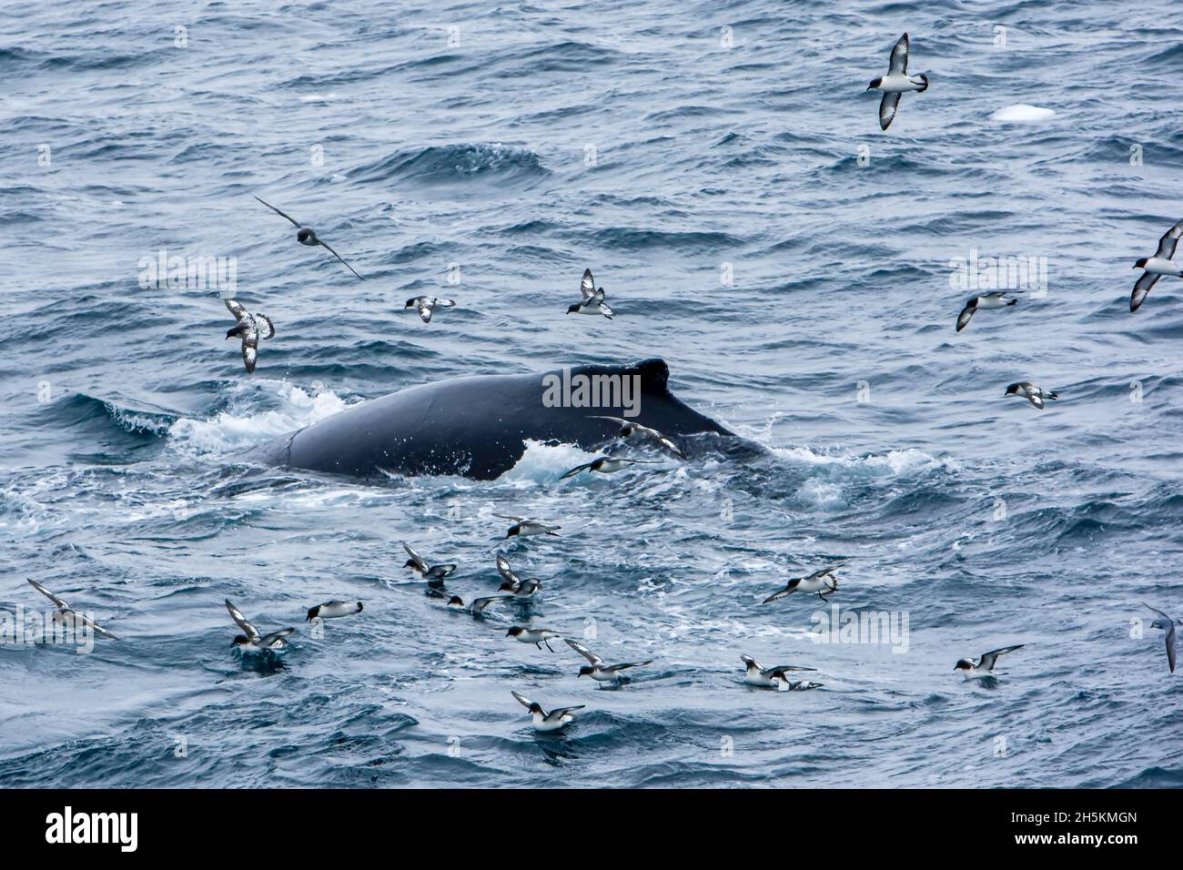 Humpback whale and pintado petrels at the surface of the water. Stock Photo