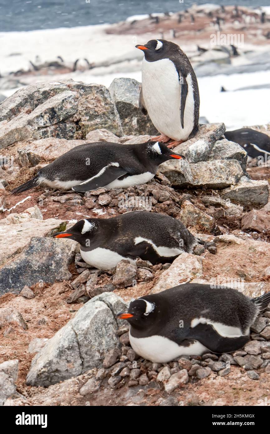 Gentoo penguins lying on their nests. Stock Photo