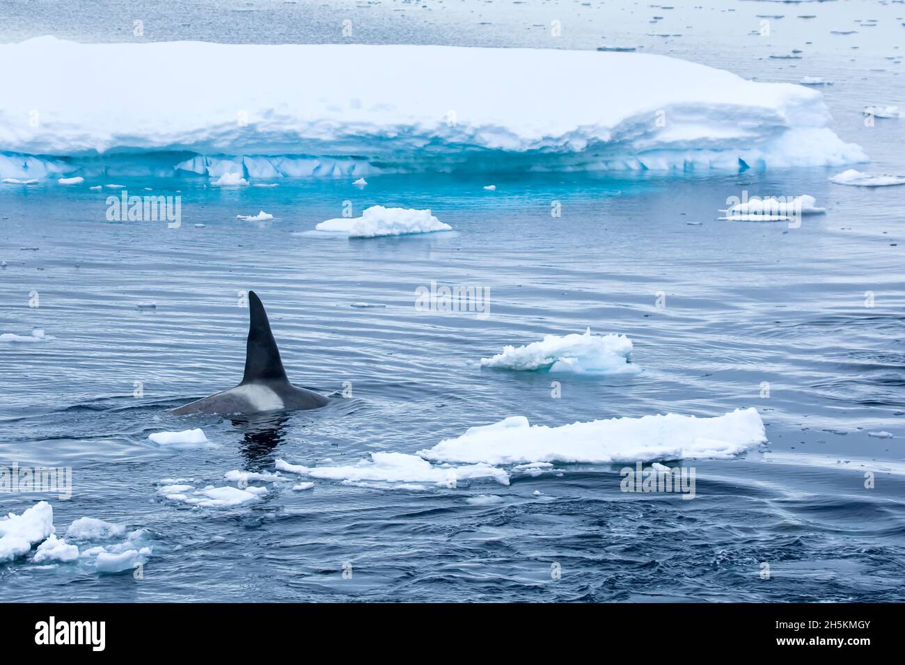 Killer whale in pack ice Stock Photo Alamy