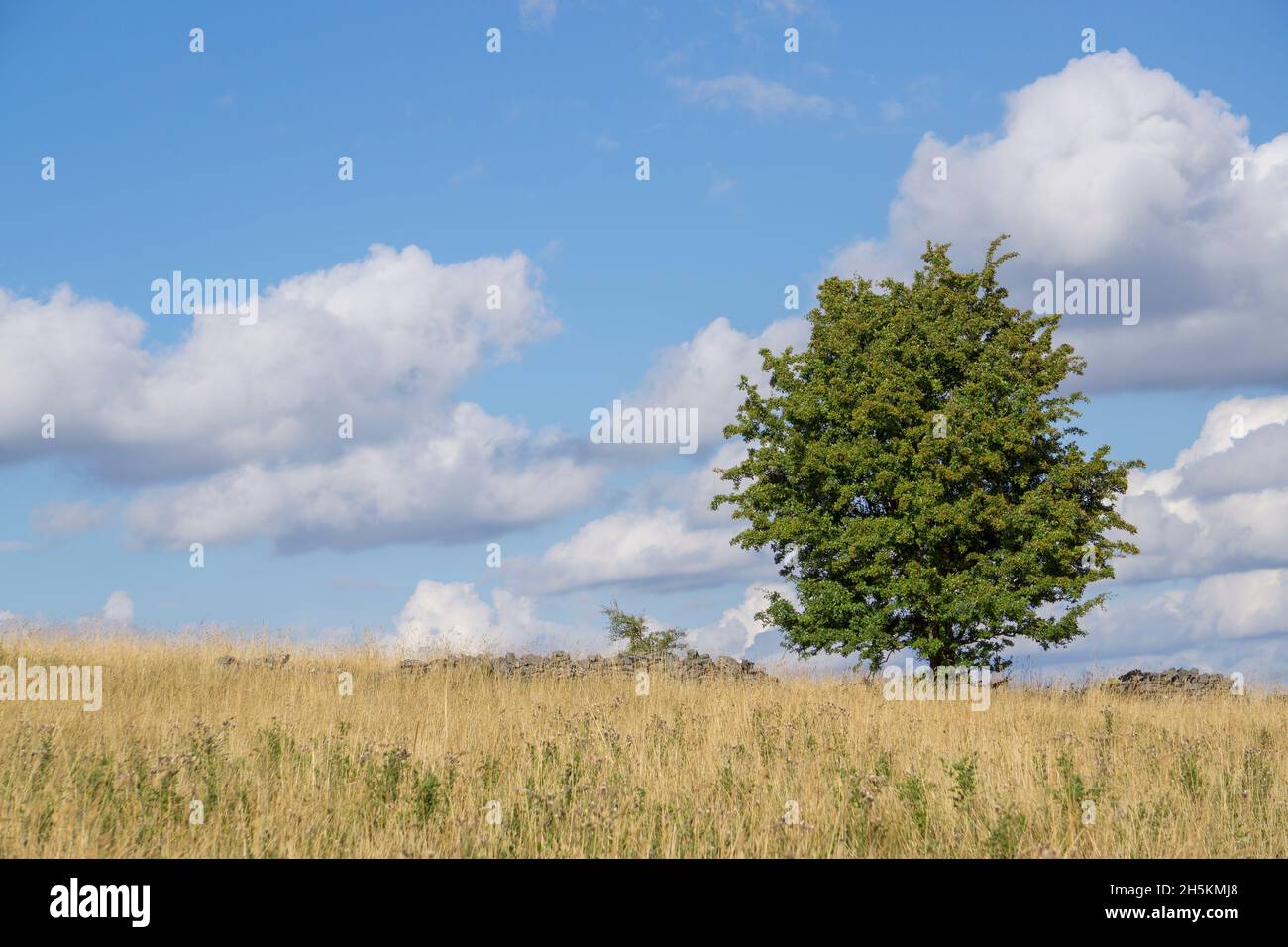 Isolated tree outdoors in UK countryside in summer sunshine with blue sky and fluffy clouds. Stock Photo