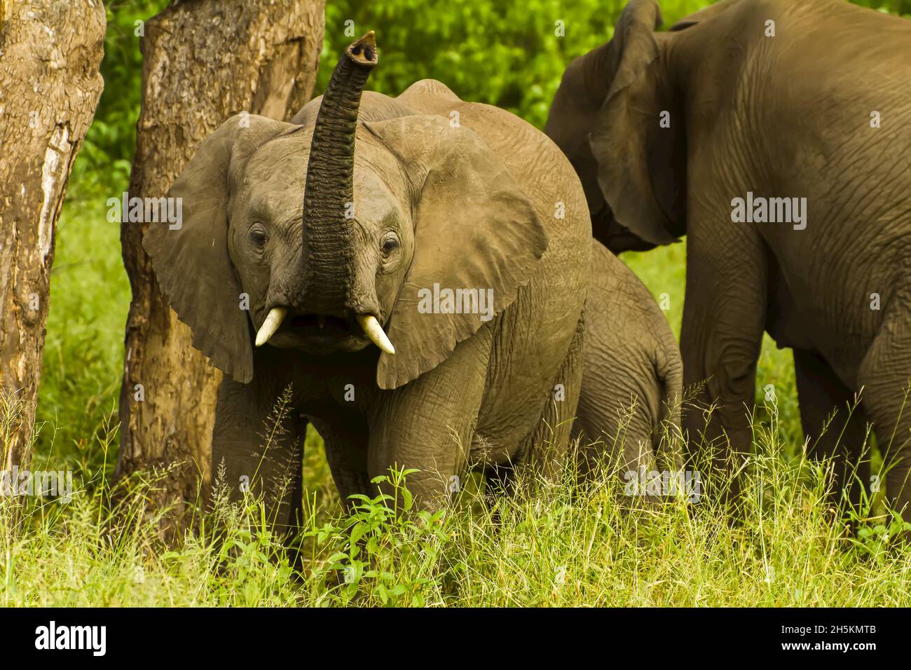 A curious young African elephant raises his trunk Stock Photo Alamy