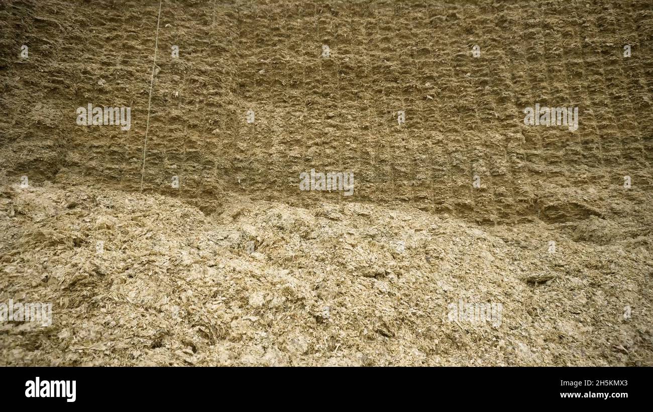 Huge haystack. Footage. Raw huge wall of compressed hay for stock in ...