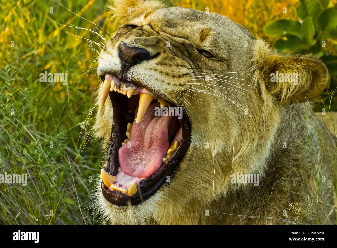 Close up of an African lion roaring. Stock Photo