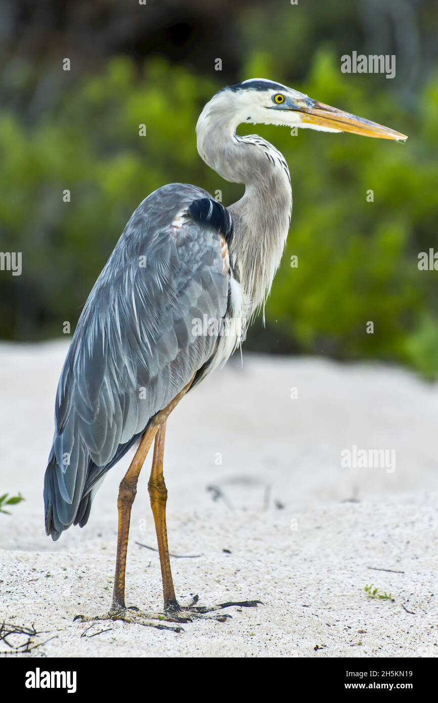 A profile portrait of a great blue heron on sand. Stock Photo
