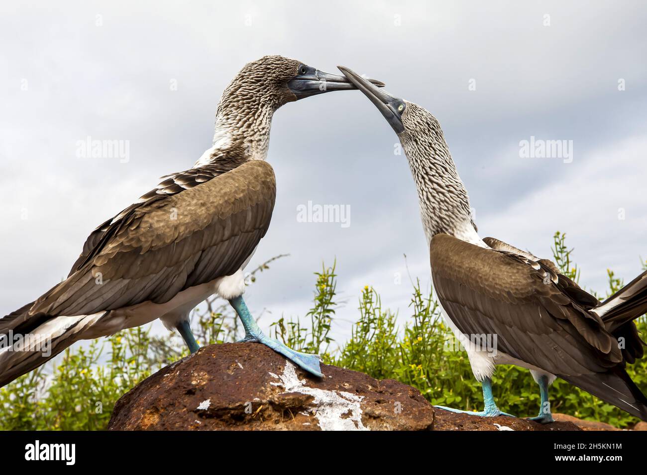 Ritual theme hires stock photography and