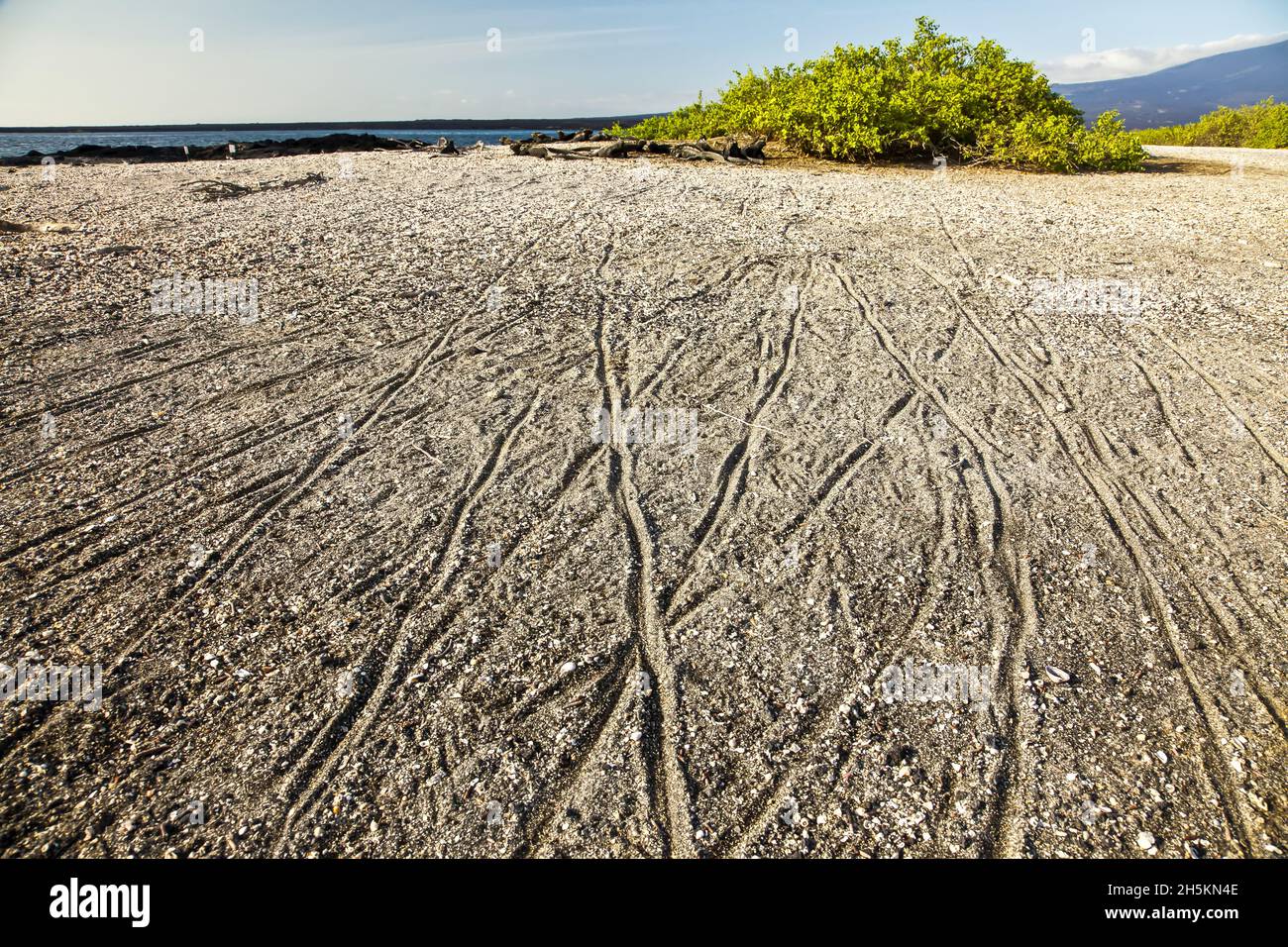 Marine iguana tracks in the sand. Stock Photo