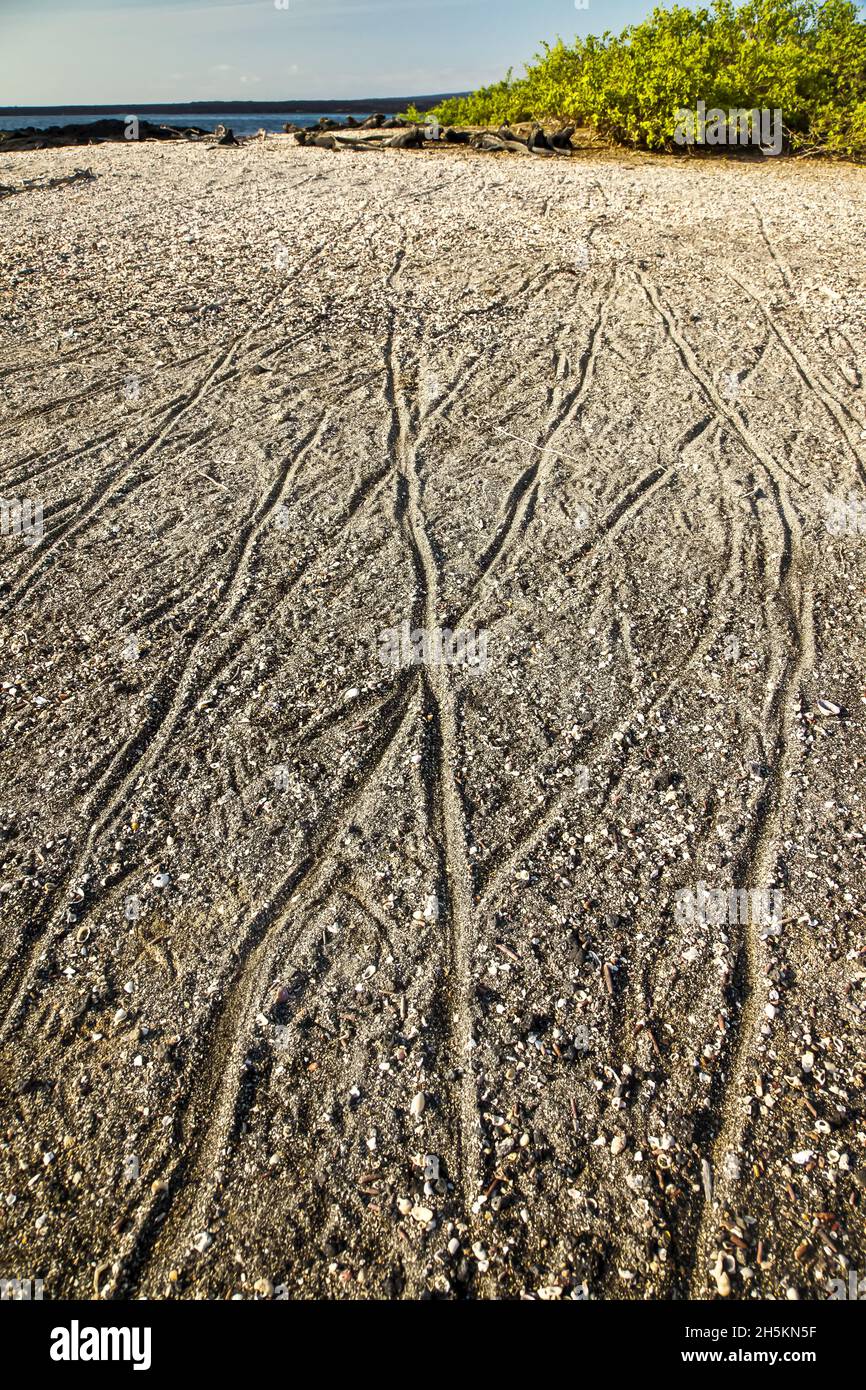 Marine iguana tracks in the sand. Stock Photo