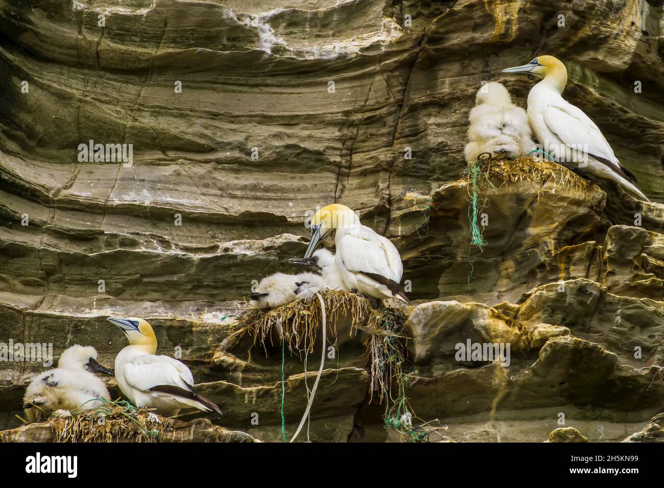 A colony of northern gannets perch in nests on a cliffside. Stock Photo