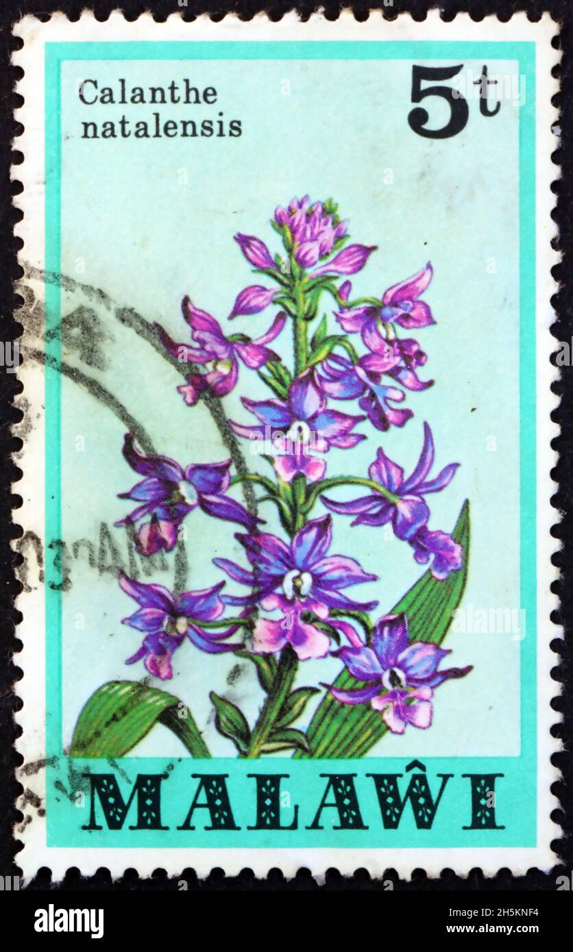MALAWI - CIRCA 1979: a stamp printed in Malawi shows calanthe natalensis, is a species of orchid native to tropical and southern Africa, circa 1979 Stock Photo