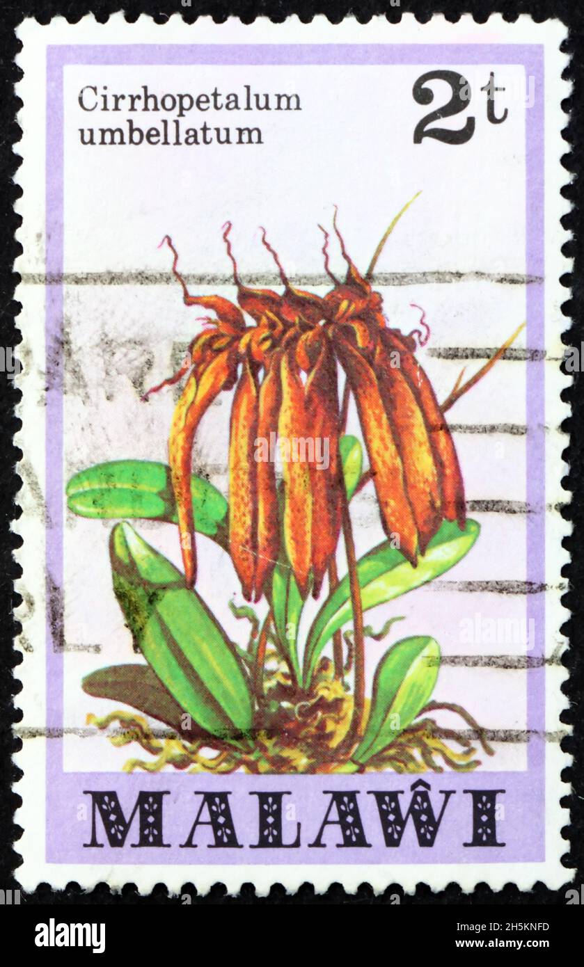 MALAWI - CIRCA 1979: a stamp printed in Malawi shows cirrhopetalum umbellatum, is a species of orchid native to tropical parts of South East Asia, cir Stock Photo