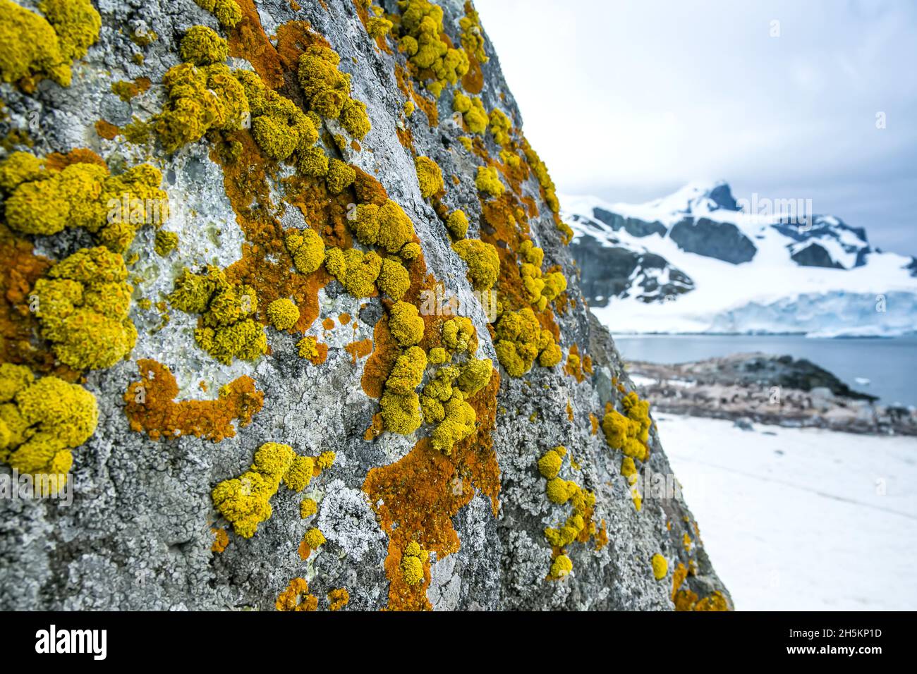 Antarctica Rocks Lichens Antarctica High Resolution Stock Photography and Images - Alamy