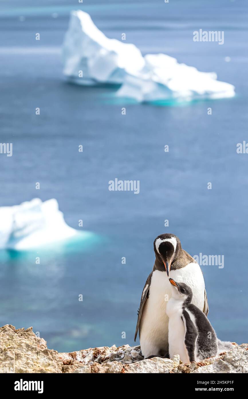 A mother Gentoo Penguin with her chick in Port Lockroy at British Base A in Antarctica. Stock Photo