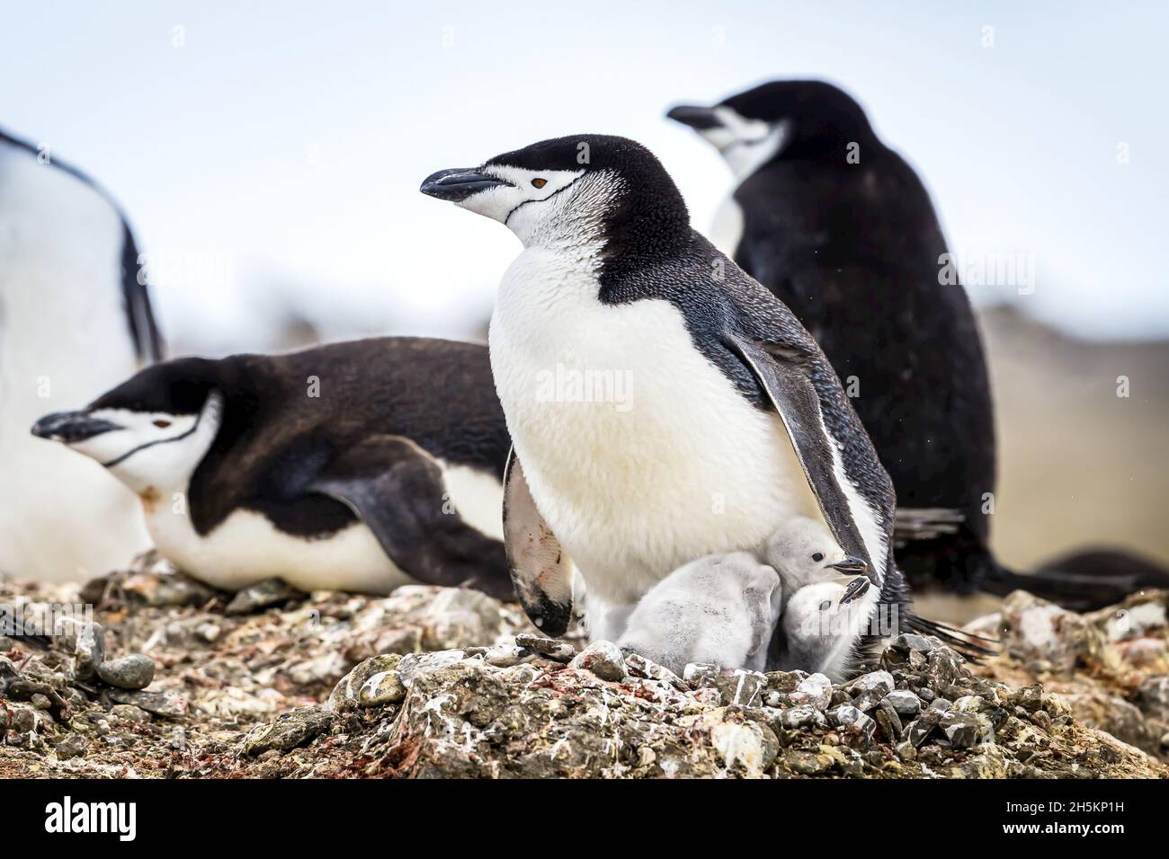 A side view of new born Chinstrap Penguin chicks in the South Shetland Islands, Antarctica. Stock Photo