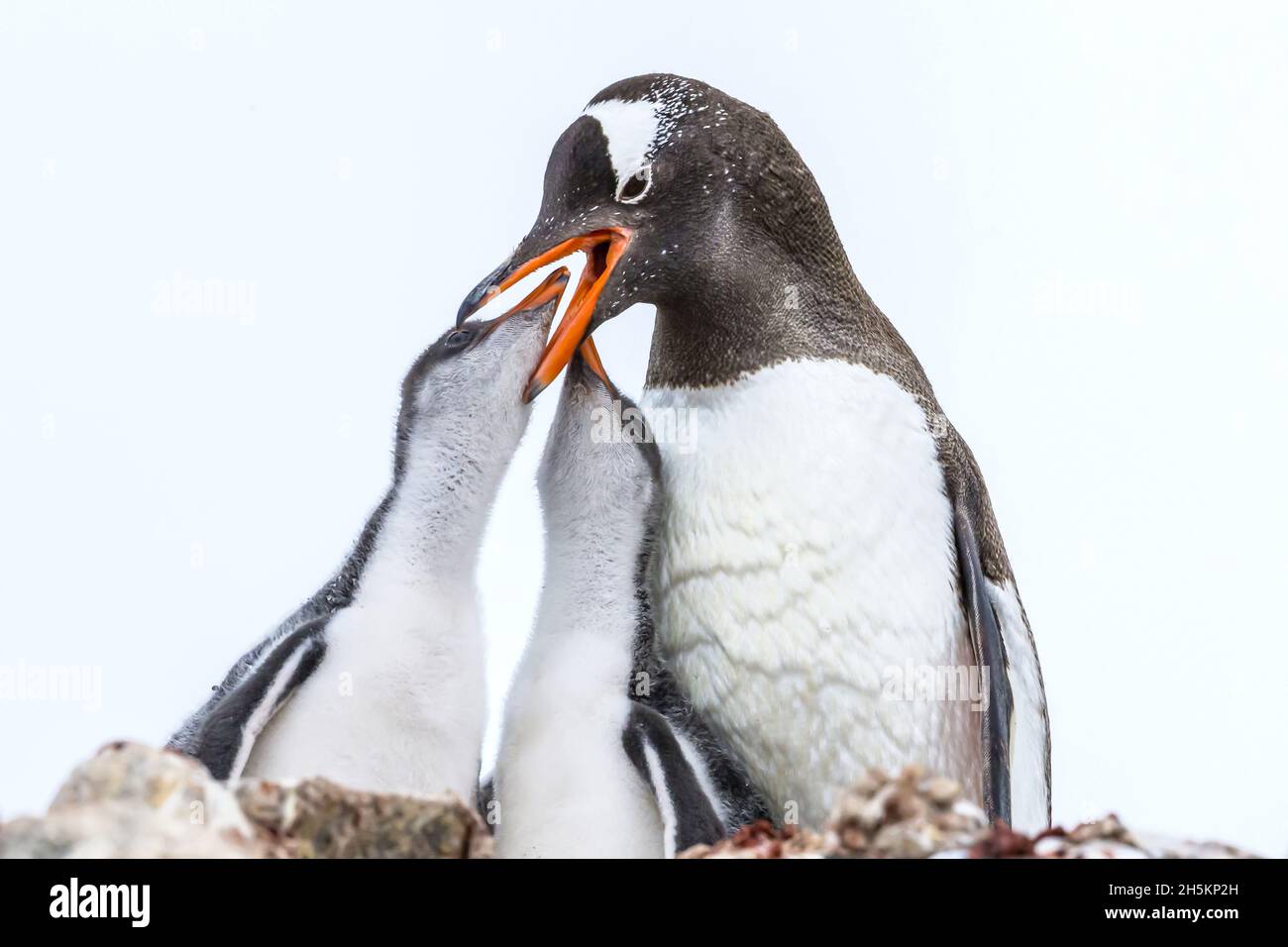 Two Gentoo Penguin chicks with their mother at feeding time in Port Lockroy at British Base A in Antarctica. Stock Photo