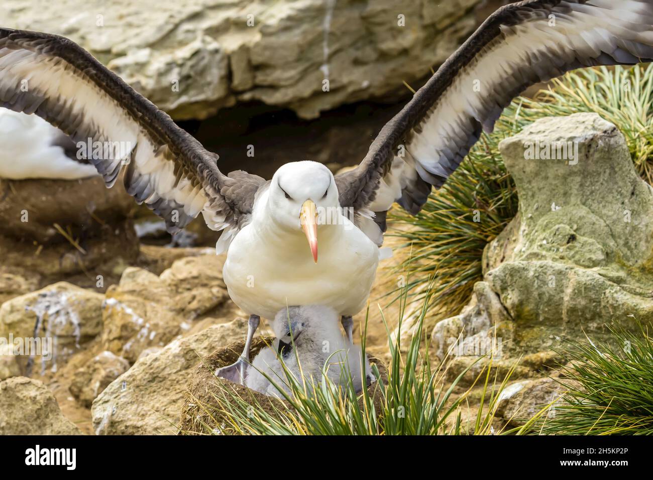 A Black-browed Albatross parent and chick on New Island in the Falkland Islands. Stock Photo