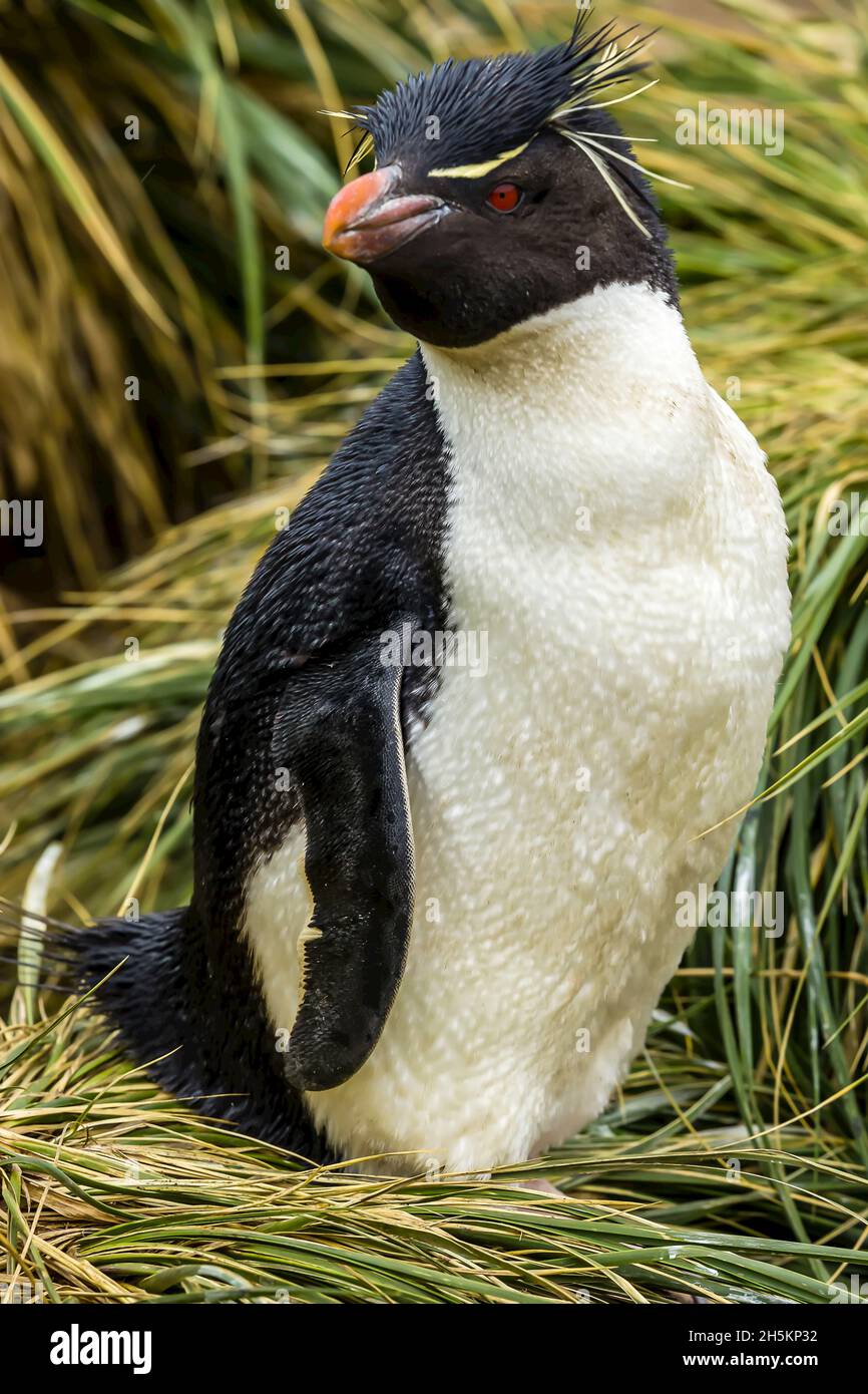 A portrait of a Rockhopper Penguin on New Island in the Falkland Islands. Stock Photo