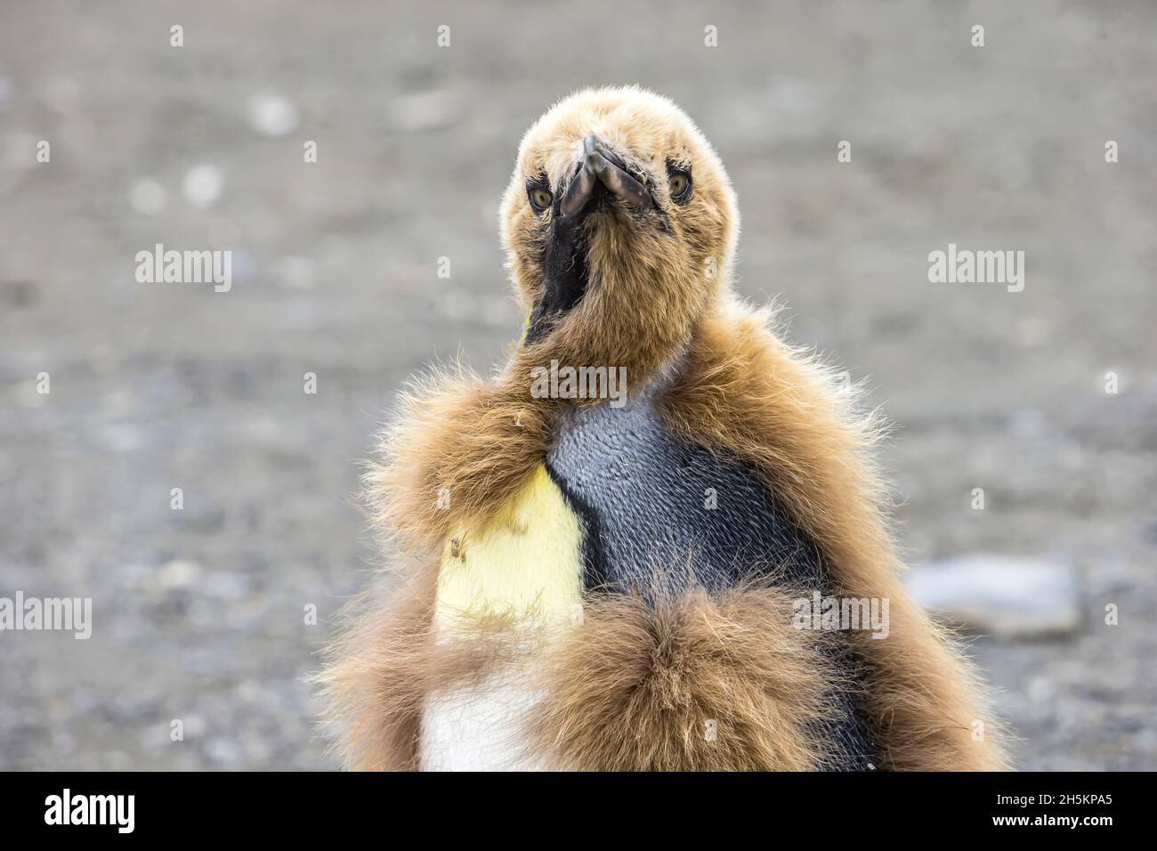 A molting King Penguin chick near Gold Harbor in South Georgia, Antarctica. Stock Photo