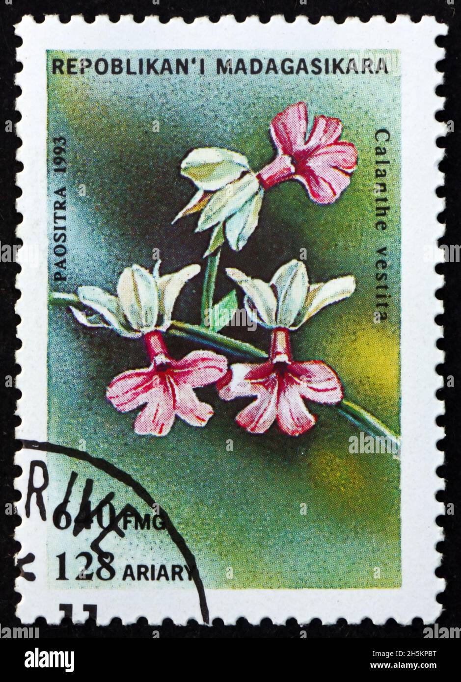 MALAGASY - CIRCA 1993: a stamp printed in Malagasy, Madagascar shows calanthe vestita, orchid, circa 1993 Stock Photo