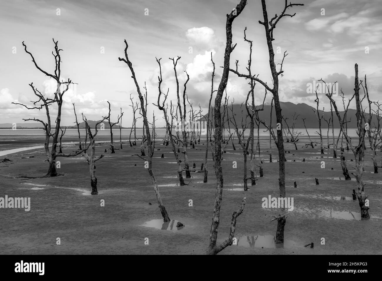 View of a desolate tidal estuary filled with dead trees. Stock Photo
