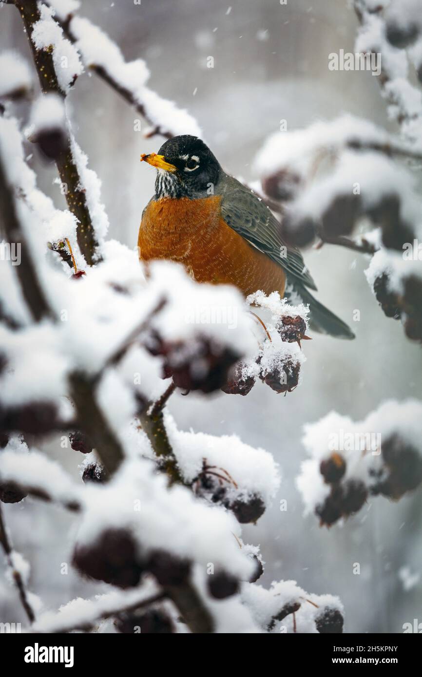 Colourful robin (Turdus migratorius) perched on a snow-covered branch with dried small apples hanging on the tree; Calgary, Alberta, Canada Stock Photo